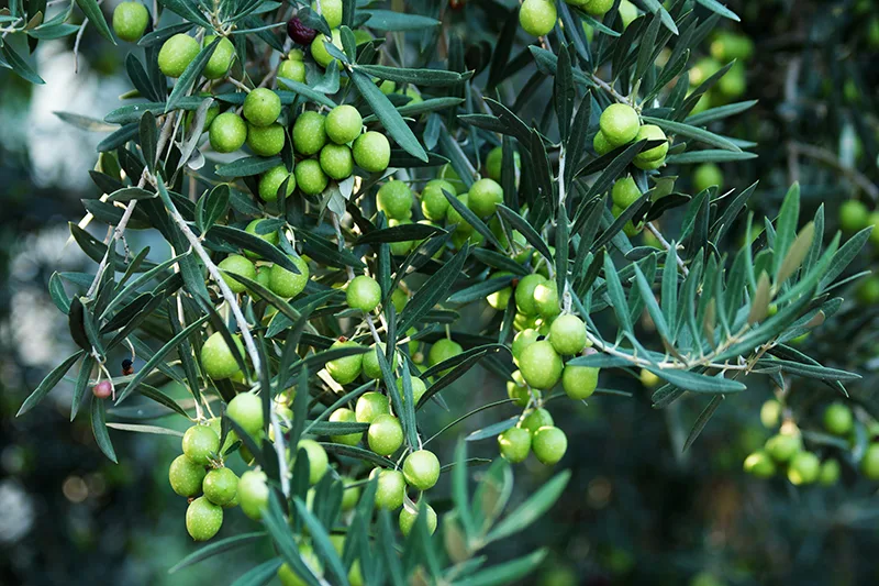 Árbol de aceite de oliva
